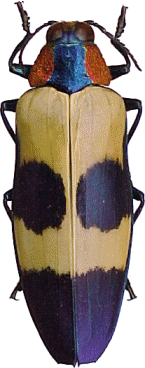 Chrysochroa buqueti