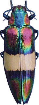 Chrysochroa ocellata ephyppigera