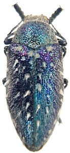 Julodis manipularis: a blue specimen