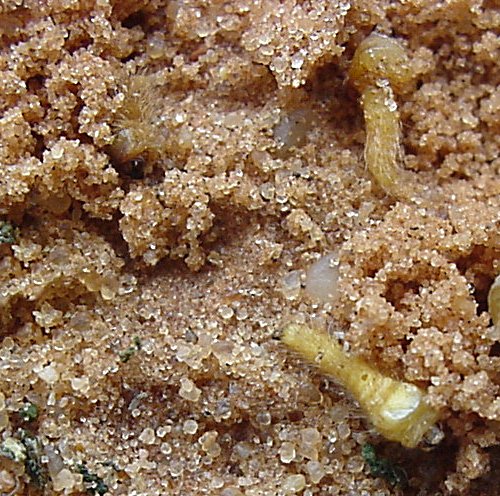 Larva of Julodis onopordi koenigi