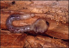 Larva of Latipalpis plana - Italy