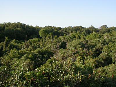 Maccarese: macchia mediterranea and oak forest - November