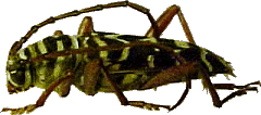 Megacyllene caryae - USA