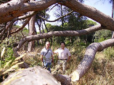 Ostia pine forest: Franco Tassi and me