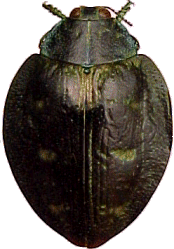 Polybothris auriventris