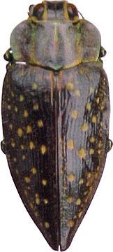 Polybothris pandus