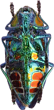 Polybothris sumptuosa gema