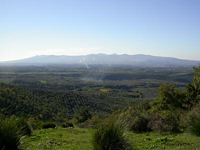 San Vittorino: olive groves in the background - November