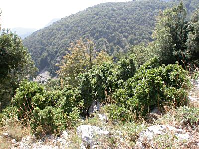 Small bushes of Quercus ilex on the top of a rocky slope - July