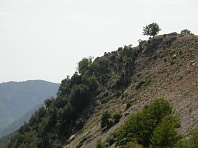 A slope with SE exposition, with Quercus ilex and Ostrya carpinifolia - July
