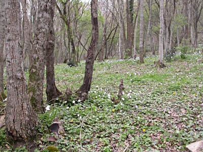 Tolfa: Valle di Rio Fiume, wood of Carpinus and Acer - April