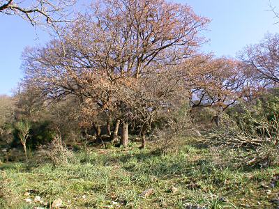 Tolfa: oaks with Kisanthobia ariasi - October