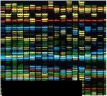 DNA22.jpg (8636 byte)