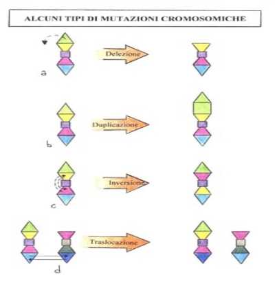 DNA24.jpg (11361 byte)