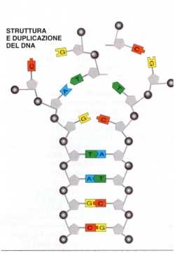 DNA8.jpg (7886 byte)