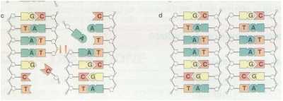 DNA9.jpg (7893 byte)