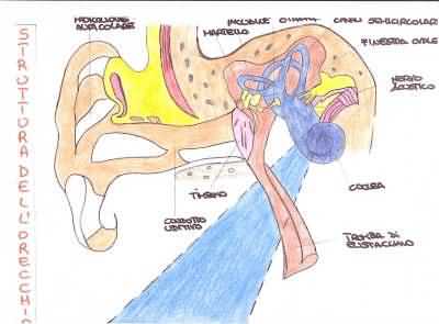 Orecchio3.jpg (13016 byte)