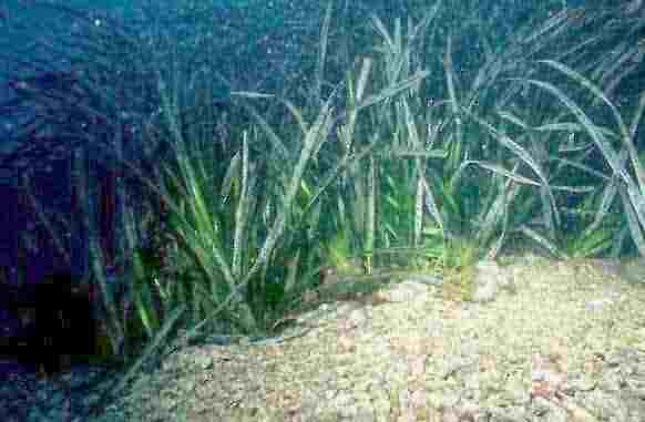 Posidonia.jpg (12532 byte)