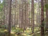 La foresta di Somprade